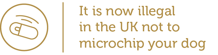 It is now illegal in the UK not to microchip your dog