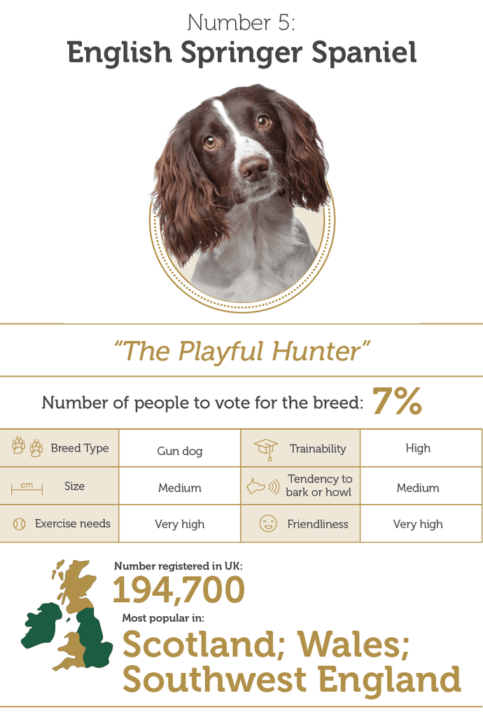 Infographic of English Springer Spaniels stats and character
