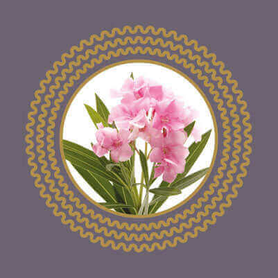 Oleander Plants