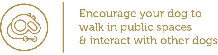 Encourage your dog to walk in public spaces and interact with other dogs
