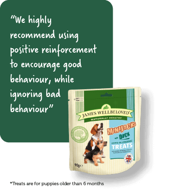 We highly recommend using positive reinforcement to encourage good behavior while ignoring bad behavior