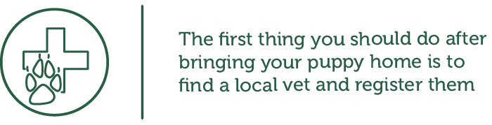 The first thing you should do after bring your puppy home is to find a local vet and register them