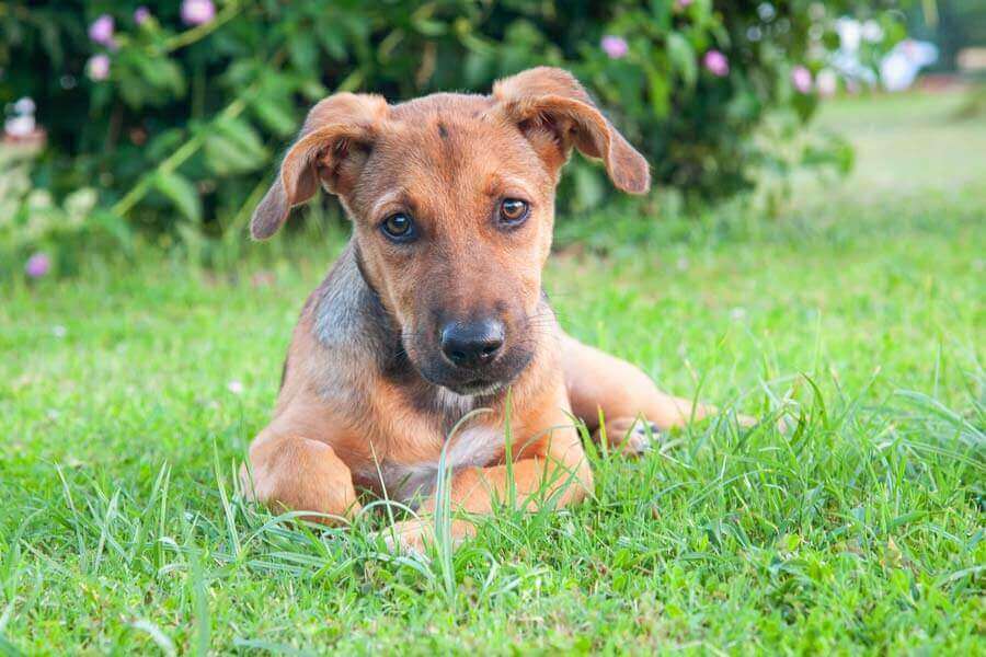 Puppy sitting on a lawn