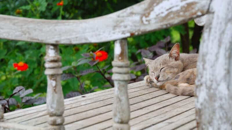 cat sleeping on porch