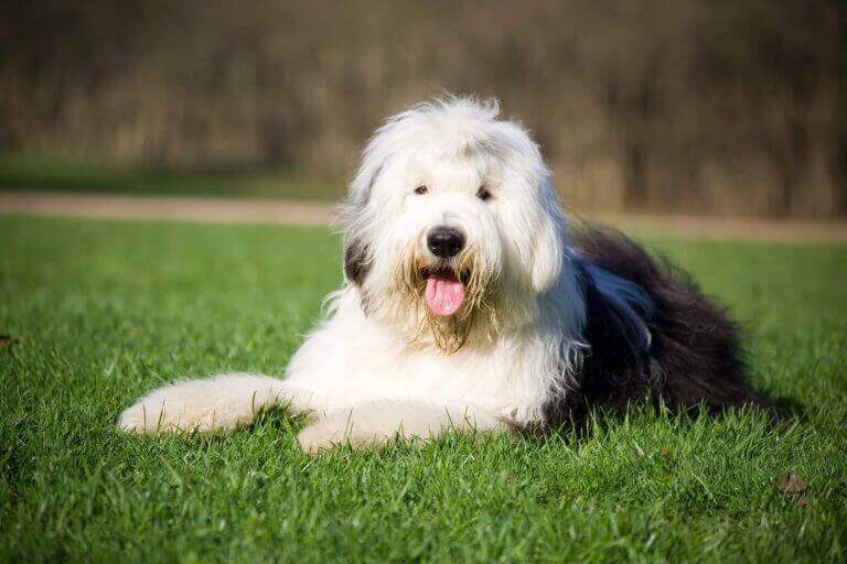 Happy dogging lying on grass