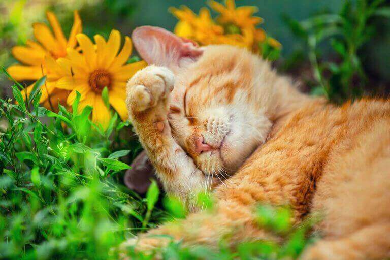 Sleeping cat in a flower bed