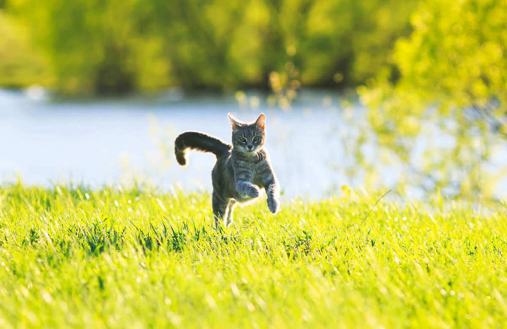 Grey cat bouncing through grass