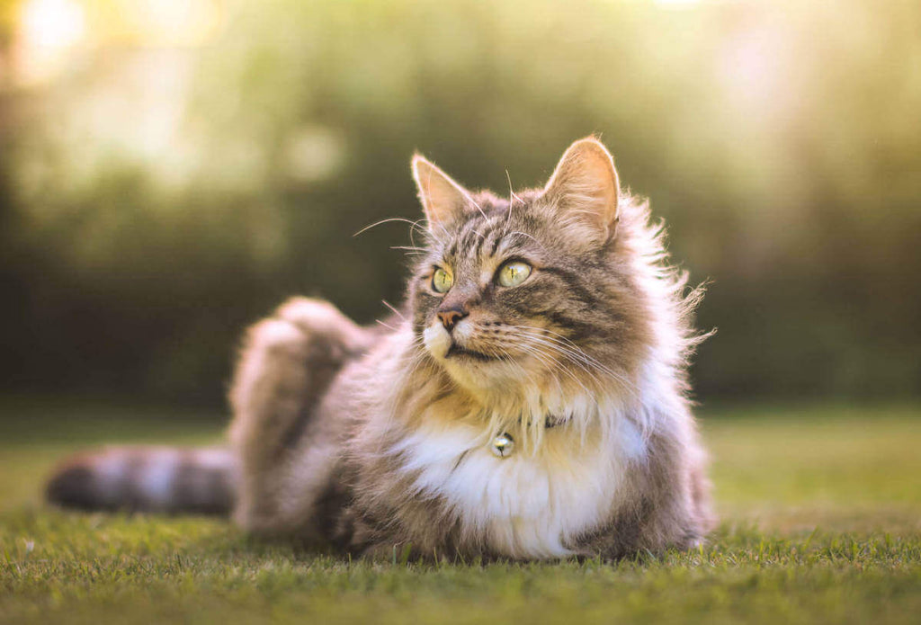 A cat sitting in a field