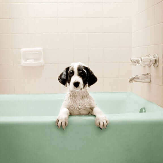 Dog resting on the side of a bath