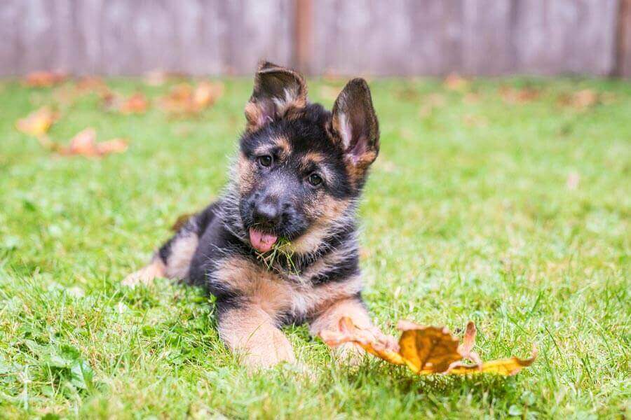 German shepherd puppy outside in the grass