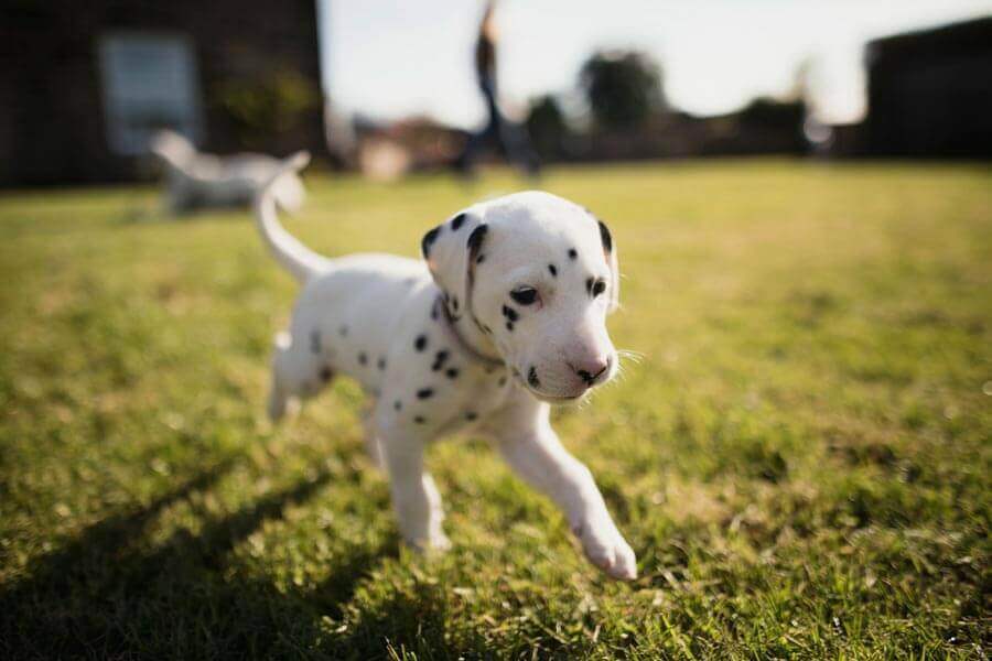 Small dalmatian puppy running in grass