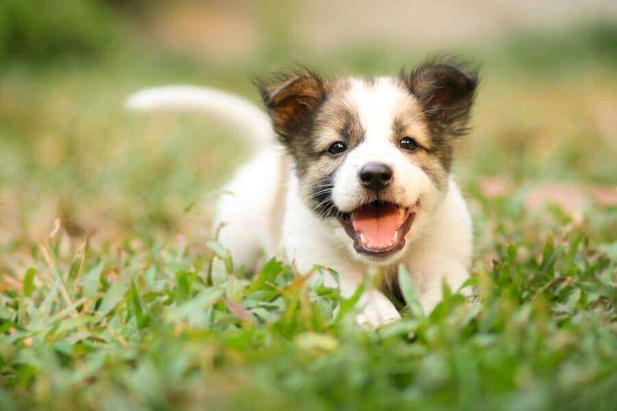 Small puppy running in the grass