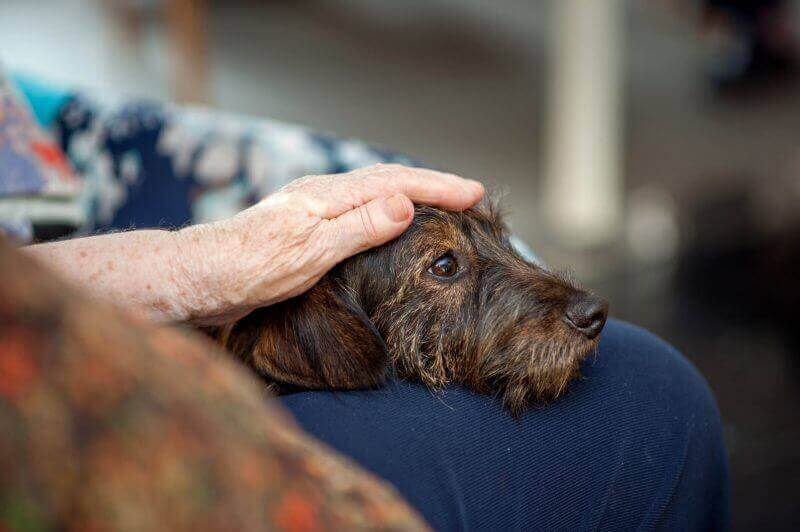 Elderly person petting a dog