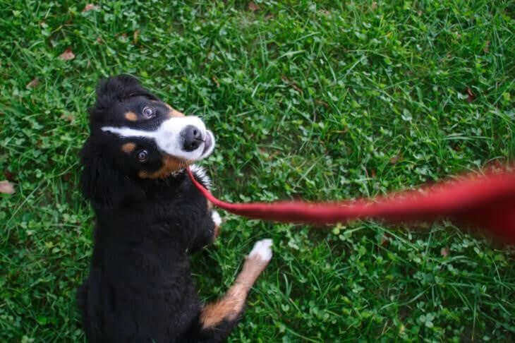 Dog on a lead lying on grass and looking up at you