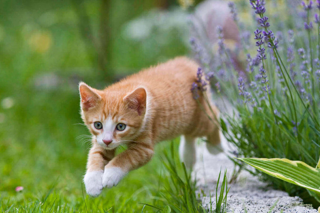 Cat pouncing outdoors