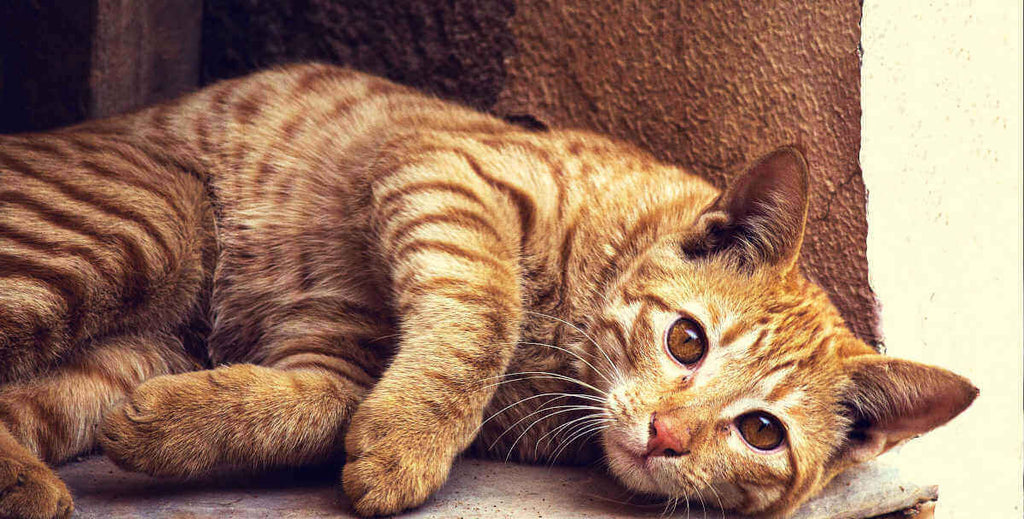 Cat lying on a window sill looking at you