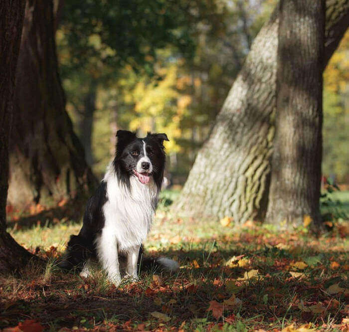 Dog sitting on a autumn forest path