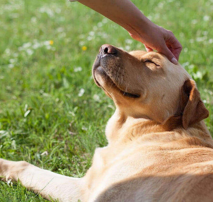 Dog resting and receiving pets