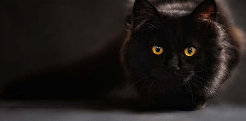 Black Cat stalking
