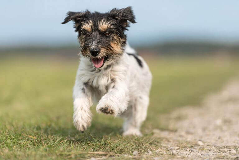 Dog bounding outside