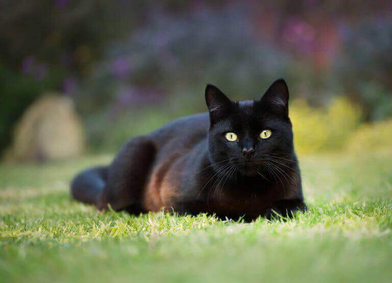 Black cat sitting outside