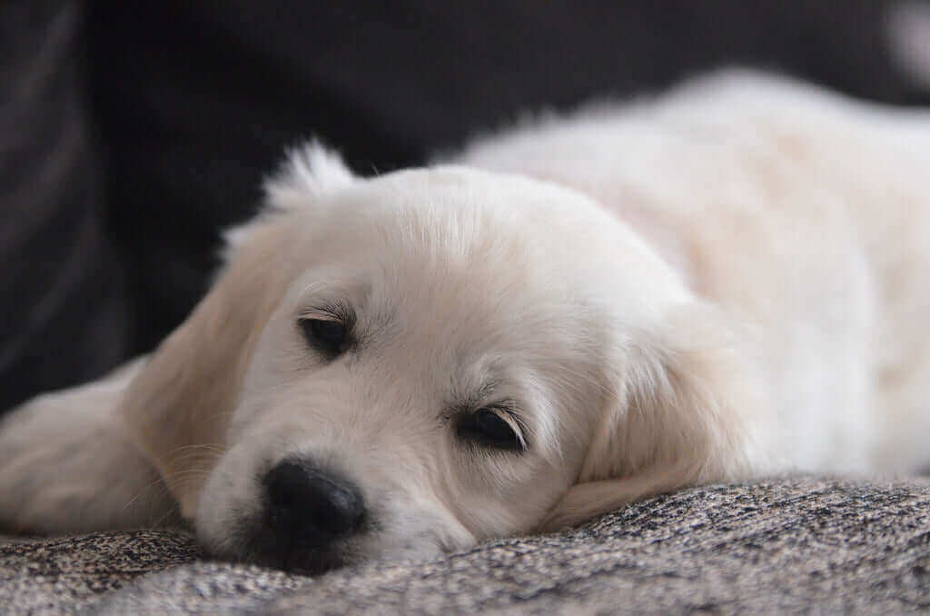 Tired dog lying on a sofa