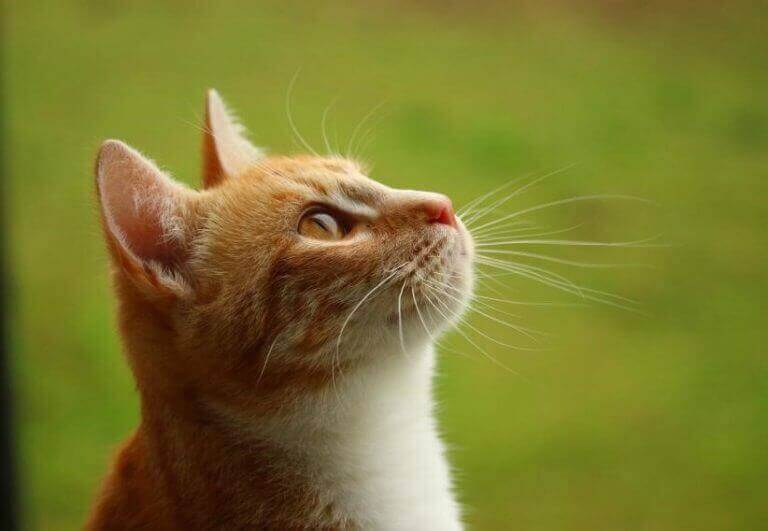 Ginger kitten looking up