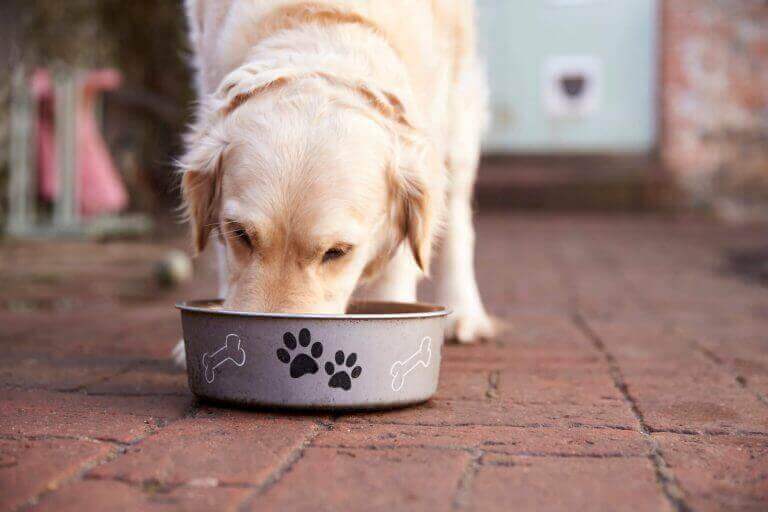 Dog eating from a bowl on a brick floor