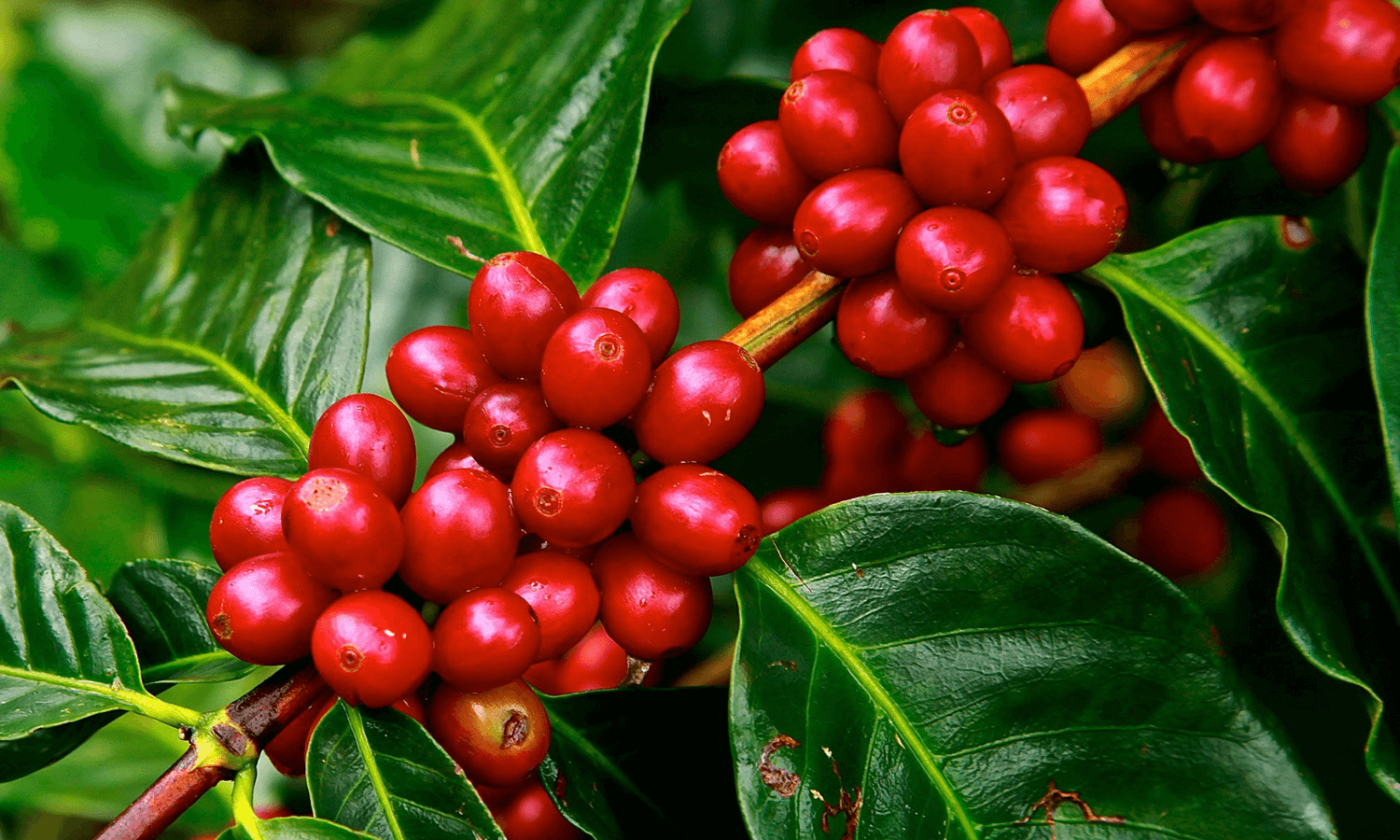 the coffee fruit