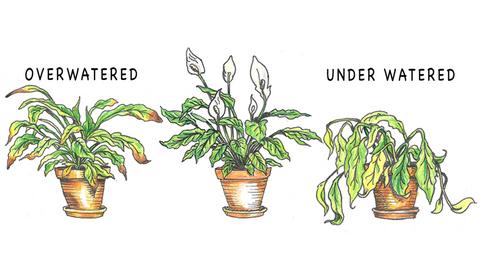 Under and Over Watered Plant Diagram