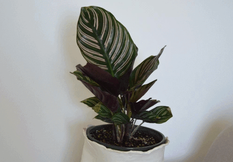 Calathea Leaves up and down
