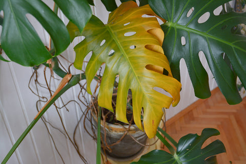 Yellow Leaf on Monstera