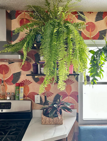 VARIEGATED TIGER FERN BOHO KITCHEN