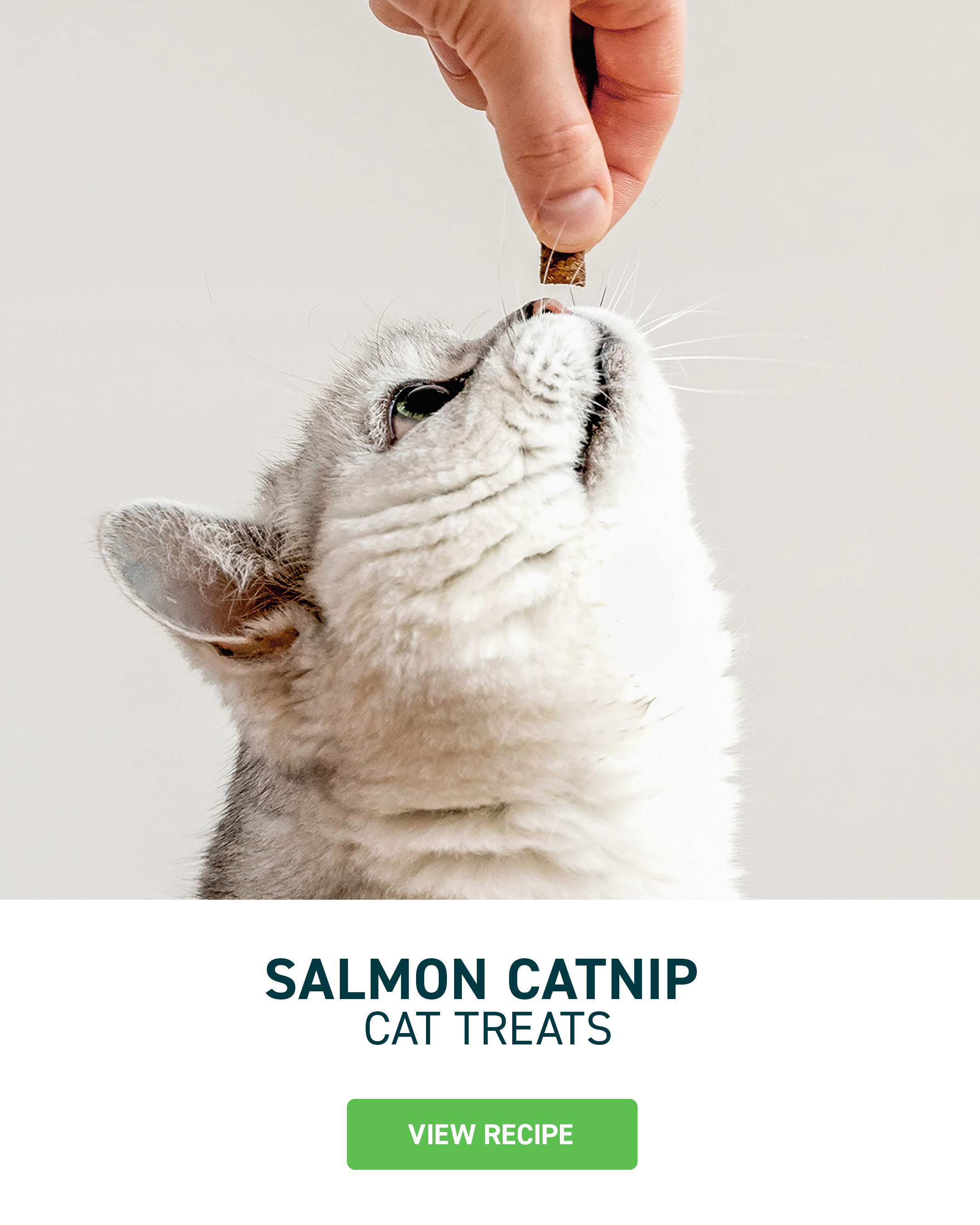 salmon catnip cat treats