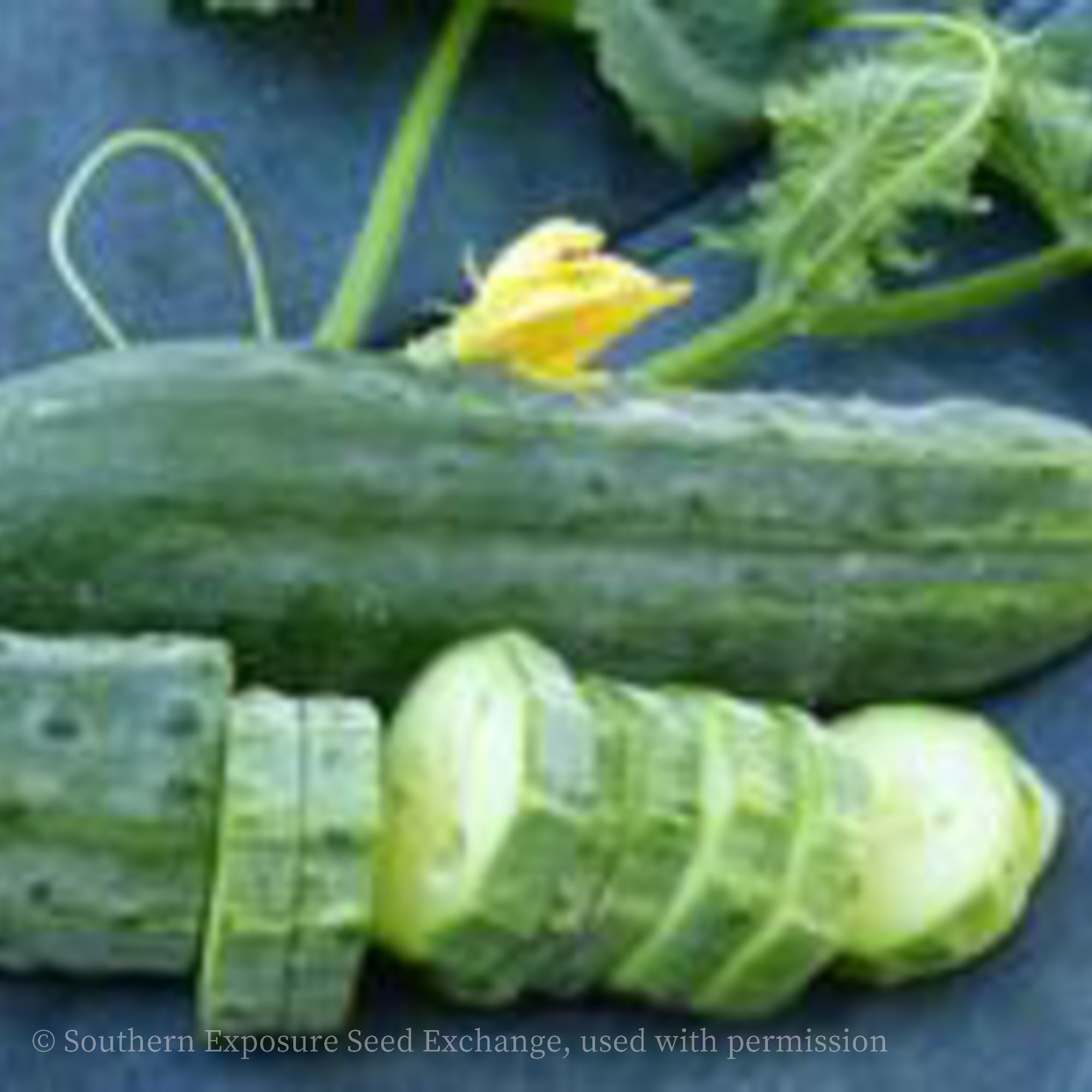 Mexican Sour Gherkin (Cucamelon) – Cucumber Shop