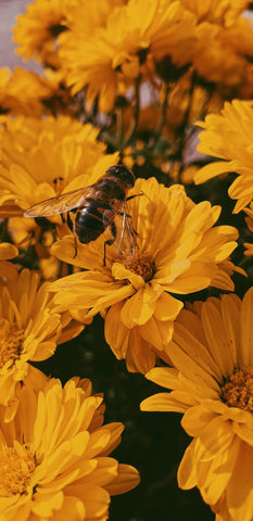 how to keep bees and wasps out of your pool