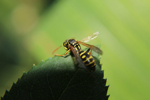 how to keep bees and wasps out of your pool