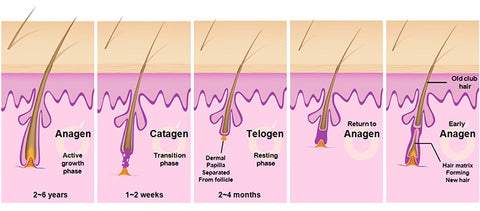 the mechanism of hair growth