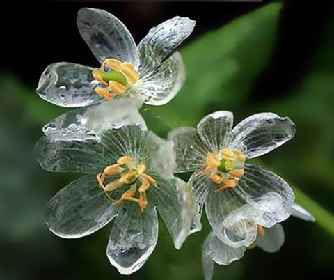 *My Rain Garden* Diphylleia Skeleton Flower Hair Pin real flower jewelry