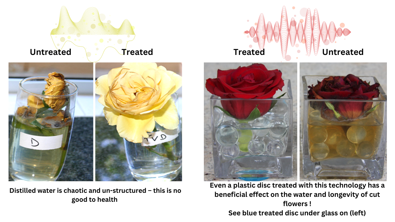 cut flowers structured water experiment