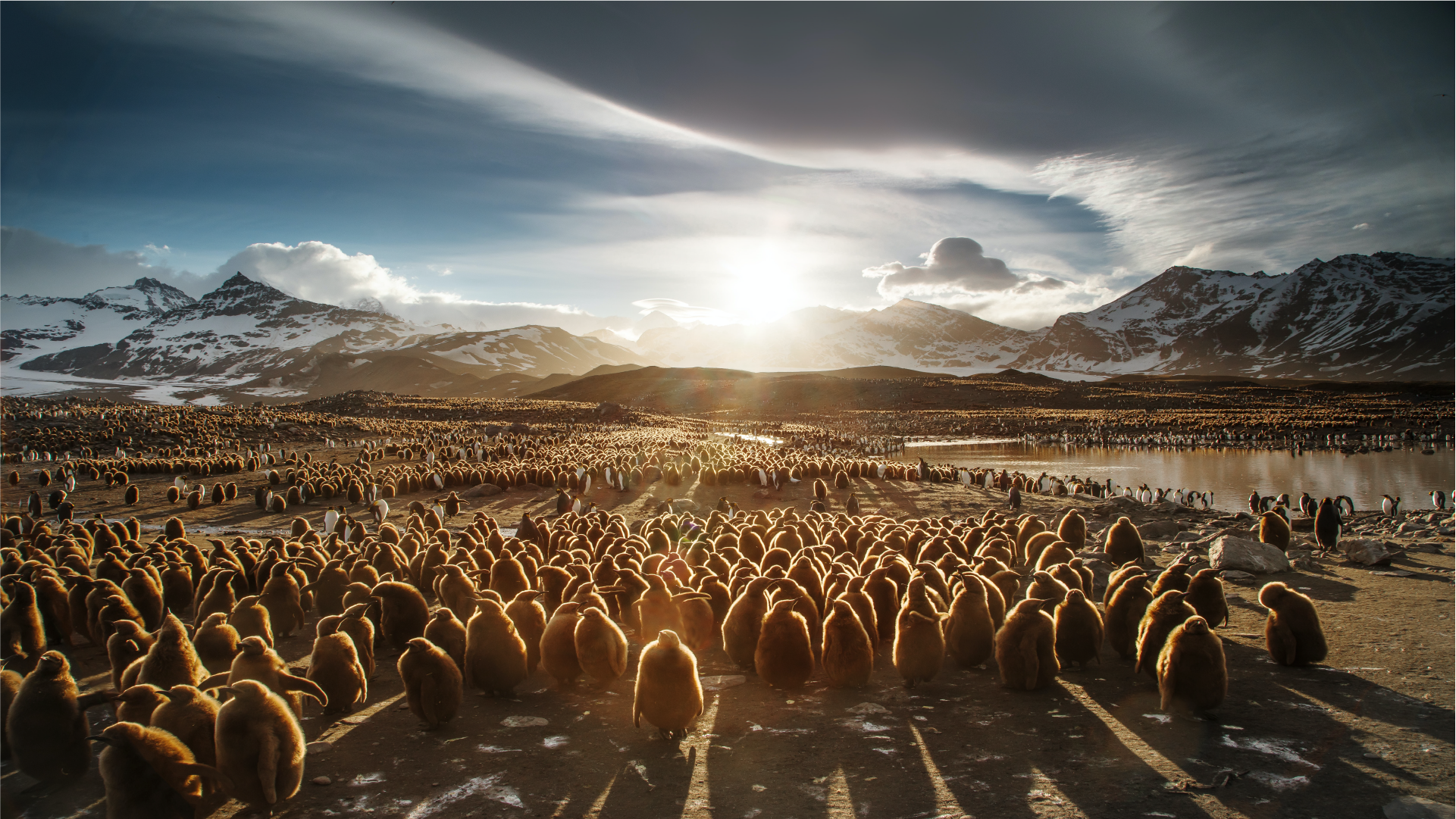 the arctic abundant with penguins in a carbon positive world