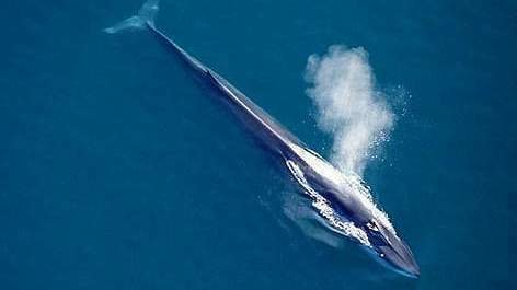 Fin Whale Petition