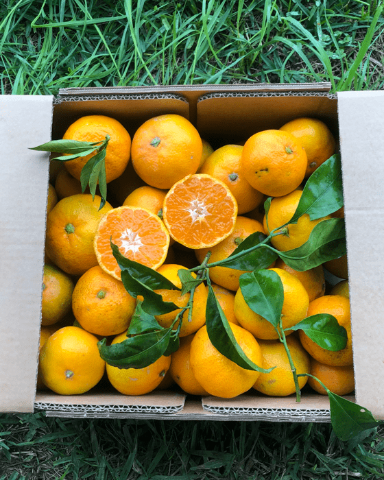 Organic oranges fruit box