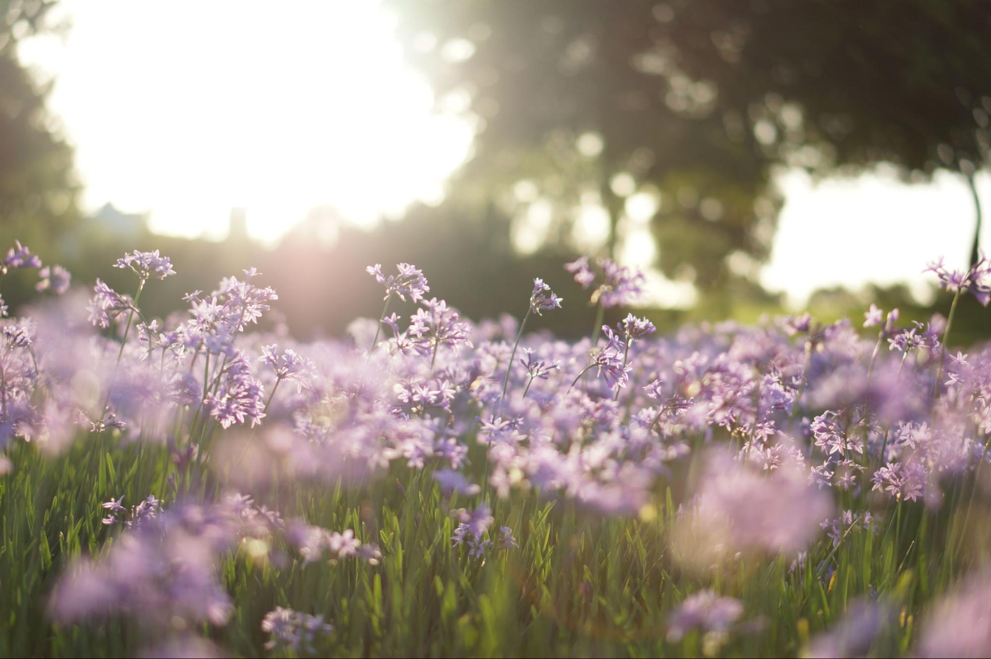 Wild flowers