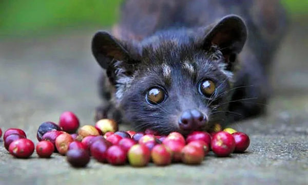 KOPI LUWAK EL CAFÉ MÁS CARO DEL MUNDO