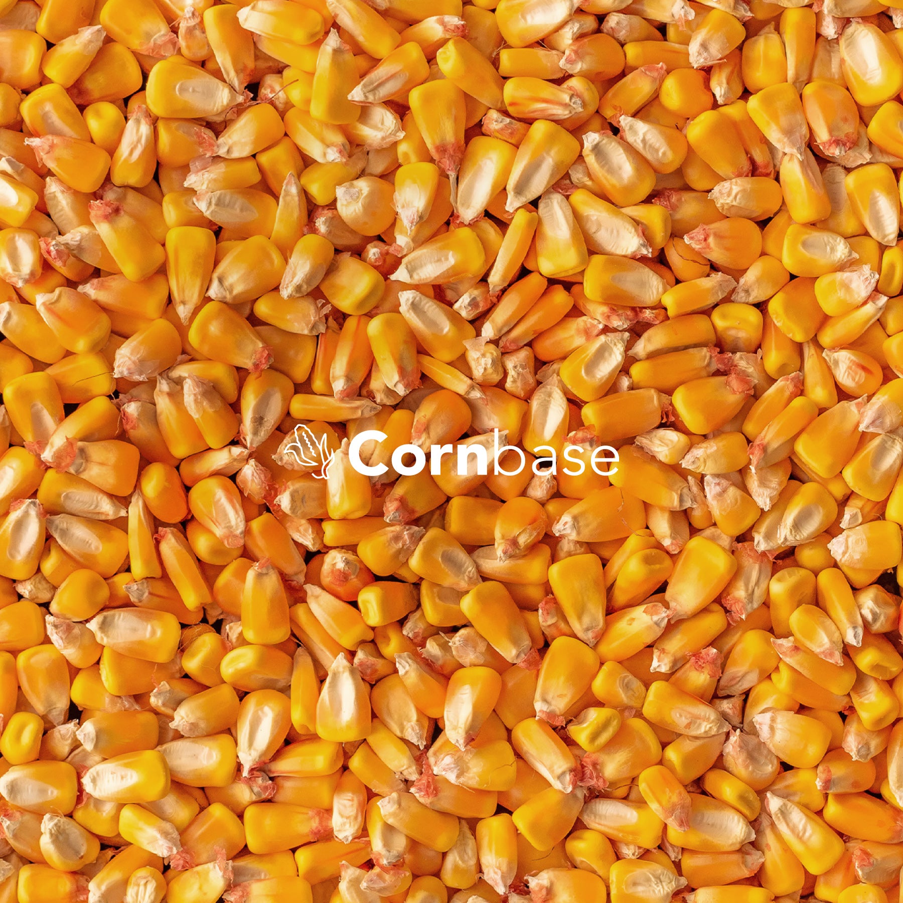 cornbase