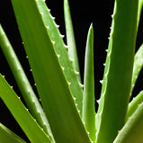 Aloe Barbadensis Leaf Juice Powder