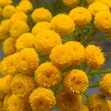 Certified Organic Blue Tansy