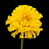 Marigold & Linden Flower Extracts