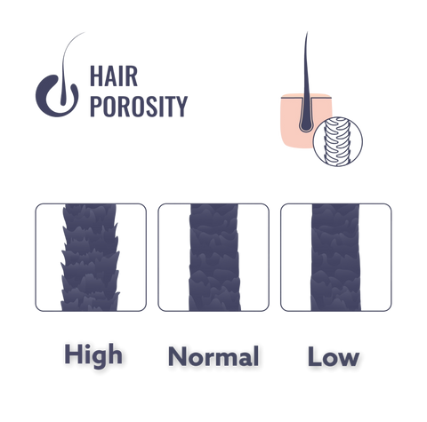 Illustration of high, normal, and low hair porosity for men